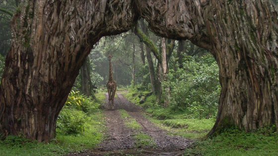 Walking safari arusha national park