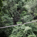 Lake Manyara canopy Treetop walkway