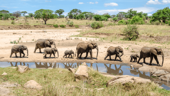 day trip tarangire national park safari