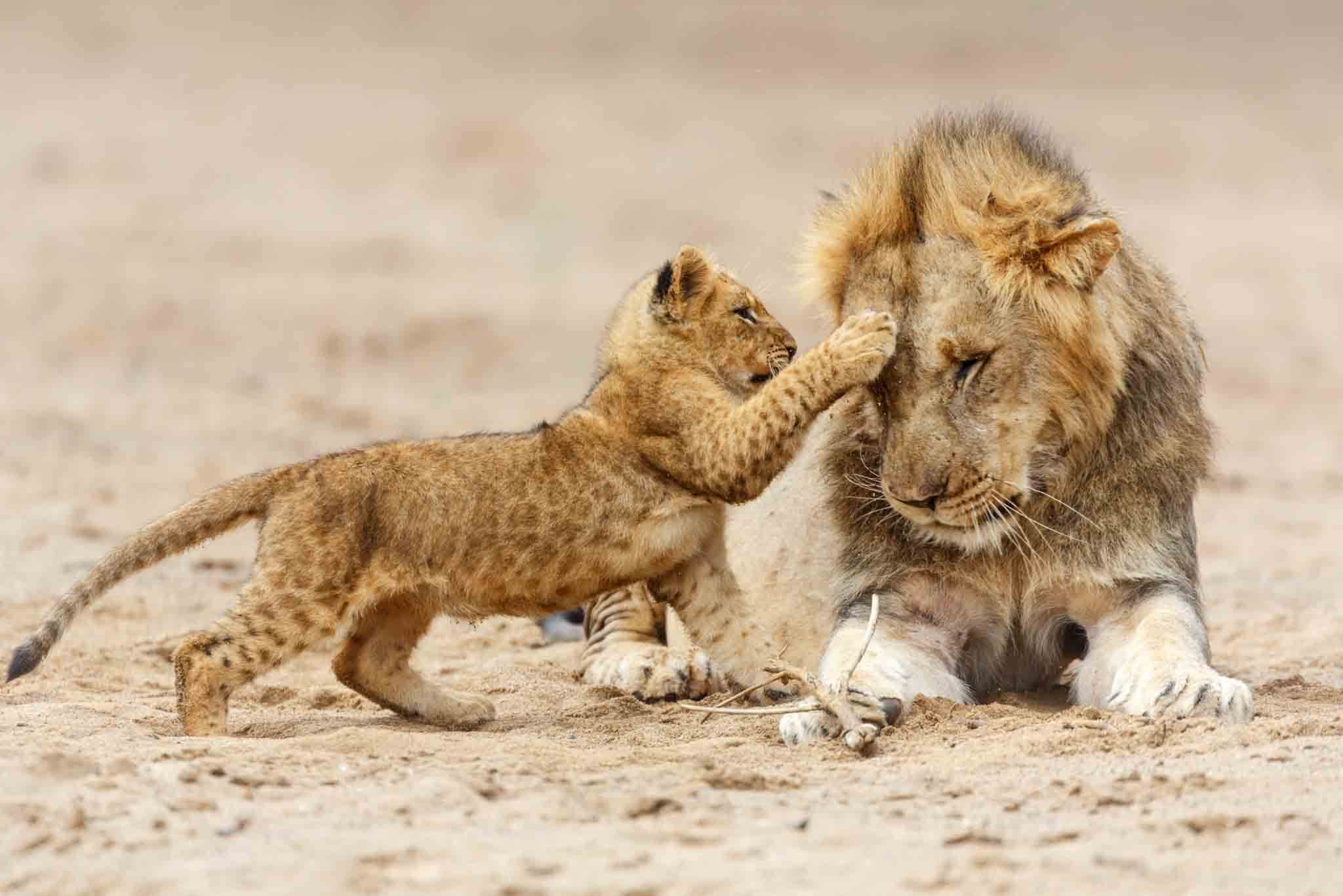 serengeti national park