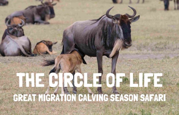 great migration calving season safari serengeti tanzania