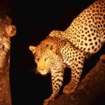 Night Game Drive Lake Manyara Tarangire Tanzania