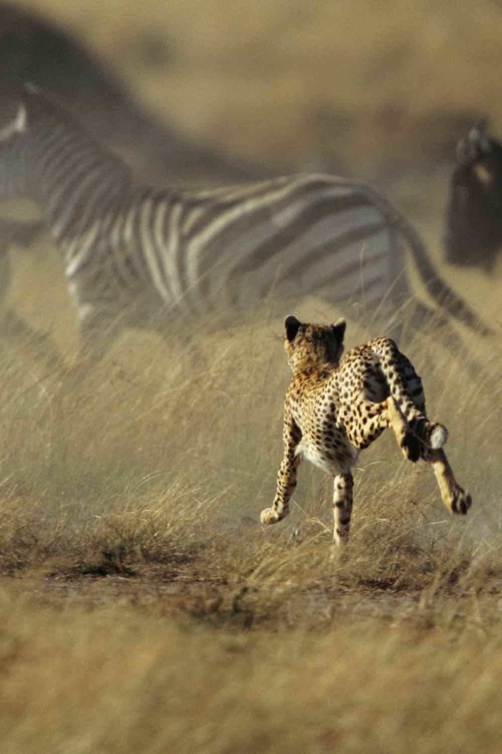 Great Migration Safari Serengeti Tanzania