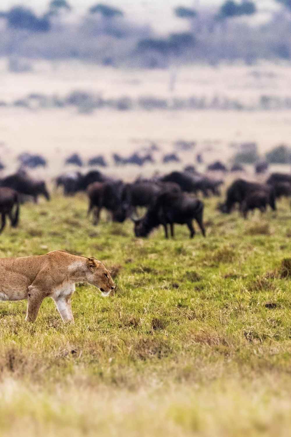 Serengeti National Park, Tanzania