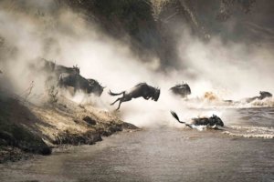 Great Migration Safari Mara River Crossing in Serengeti, Tanzania