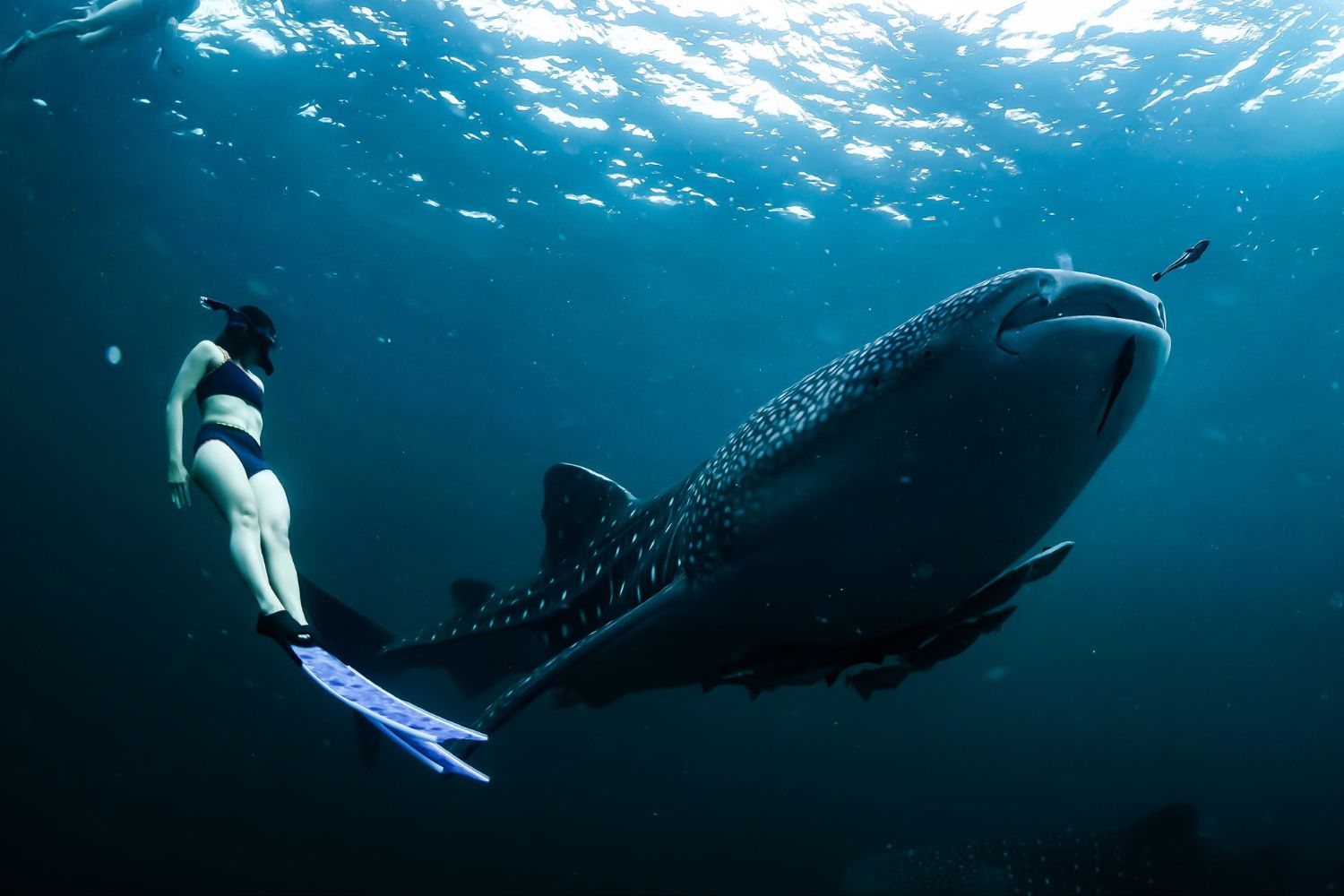 Whale Sharks Mafia Island, Tanzania